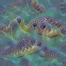 n01664065 loggerhead, loggerhead turtle, Caretta caretta